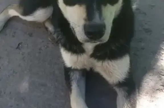 Найдена собака в Железногорске, нужен хозяин