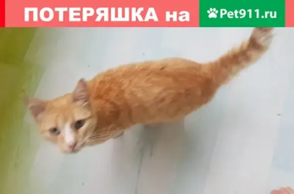 Найдена рыжая кошка в Минеральных Водах