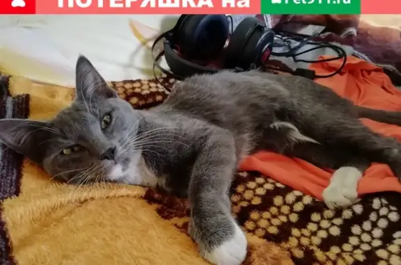 Найдена кошка на Нагатинской, фото включены