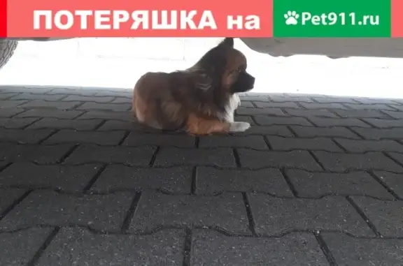 Найден рыжий пёс с белой грудкой в Калининграде