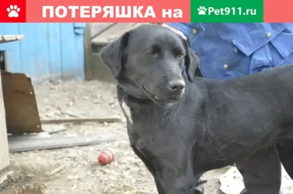 Пропала собака в Хомутово на ул. Ирины Рогаль