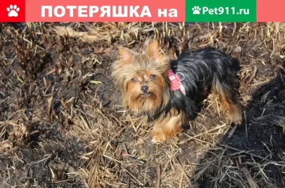 Пропала собака Боня на улице Гнездовская, Смоленск