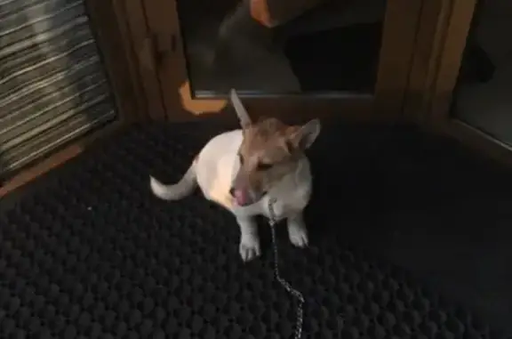 Найдена собака в Чите