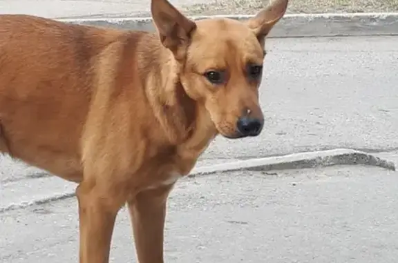 Собака на улице Мира, Мурманск - потеряшка?
