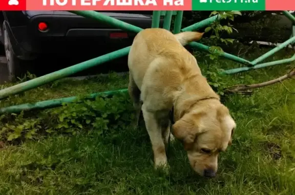 Найден палевый лабрадор без ошейника на дороге Екатеринбург-Березовский