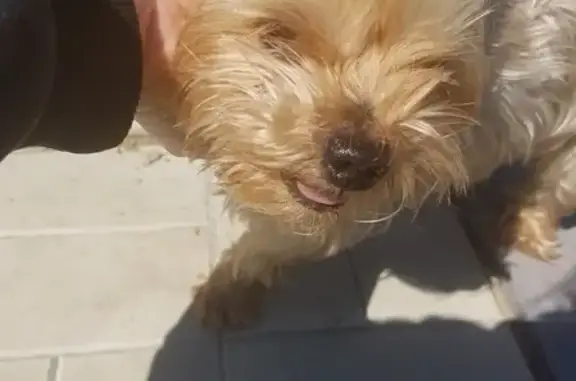 Найдена собака в Электрогорске с красной повязкой