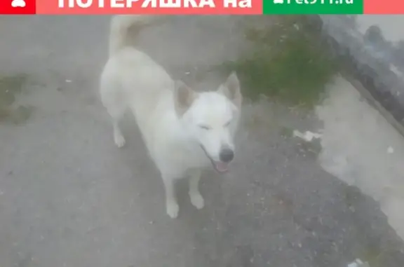 Собака найдена в станице Каневской.