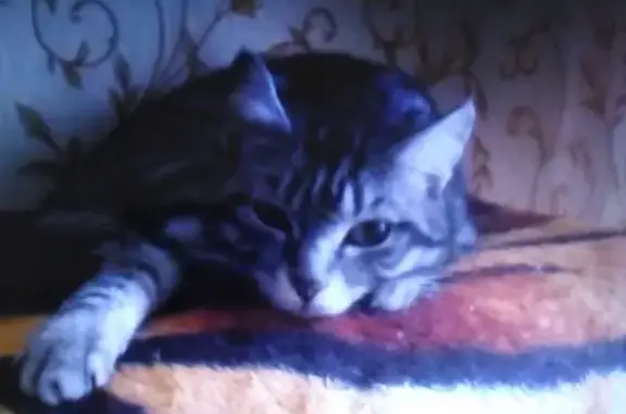 Найден кот в Чкаловском посёлке, Омск