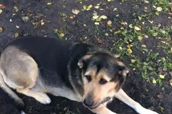 Пропала большая собака на улице Дзержинского