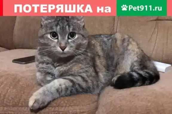 Пропала кошка Мася на ул. Кабушкина, Казань