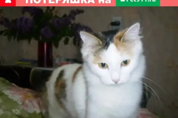 Пропала кошка по Маяковского 8 в Вихоревке