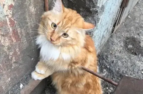 Найдена рыжая кошка на Кроноцкой