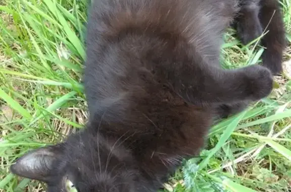 Найдена кошка с переломом лапы в СПб, ул. Ткачей