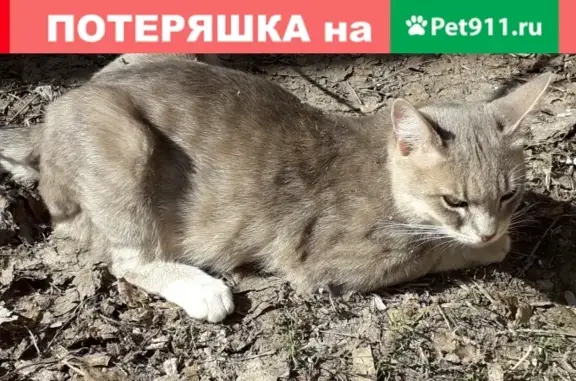Пропала кошка Тима на Московской 21