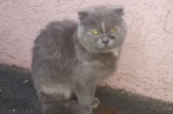 Веслоухая кошка найдена в Краснодаре