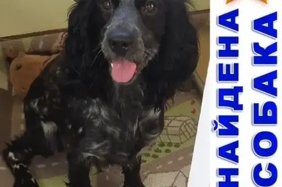 Найдена собака, Москва, фото: Найден русский спаниель в Москве