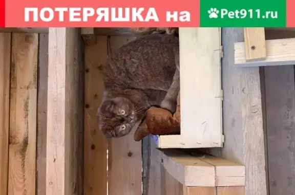 Найдена вислоухая кошка в д. Серково, Щелковский район