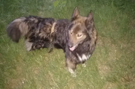 Собака найдена в АЗ районе, Н.Новгород