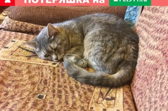 Пропала домашняя кошка в Калуге на М. Жукова
