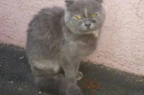 Найдена кошка на ул. Благоева 23, Краснодар