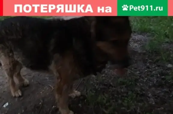 Найдена пожилая собака-метис на Филёвском бульваре