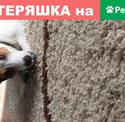 Пропала собака в Ленинском районе, Ижевск