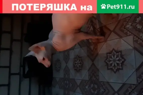 Найдена кошка Сфинкс на Брюсовской улице, СПб