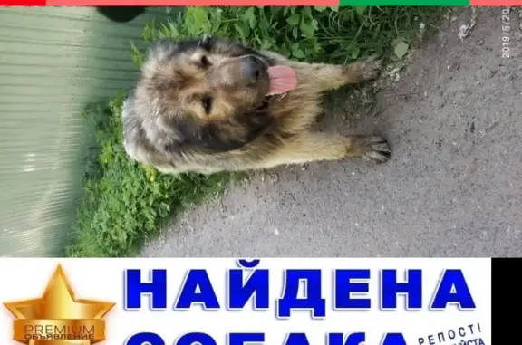 Найден серый кавказский кобель в Подольске