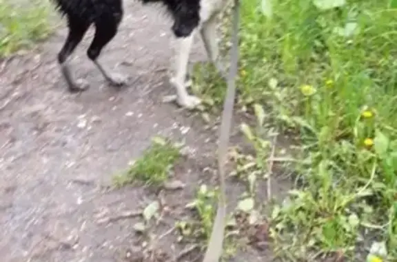 Пропала собака Лаечка в Старом Осколе, Белгородская обл.
