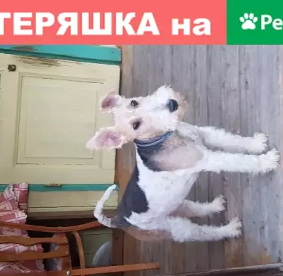 Пропала собака Жесткошорстный фокстерьер, адрес: Наро-фоминский р-он, Литвиново, СНТ 