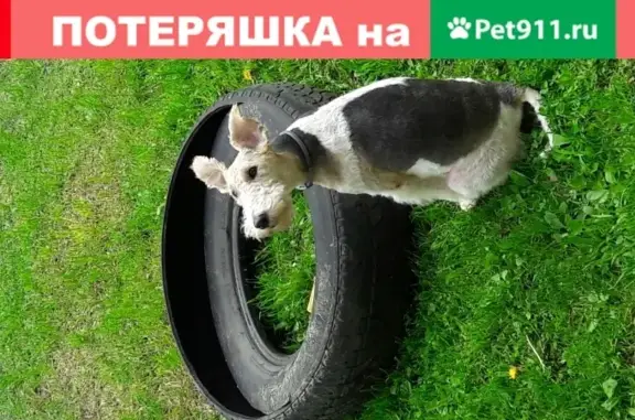 Собаки потеряшки, Москва, фото: Потеряшка собака Фокстерьер в Наро-Фоминском р-оне, деревня Литвиново