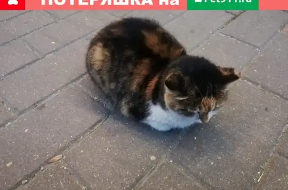 Ласковая кошка найдена у метро Проспект Мира