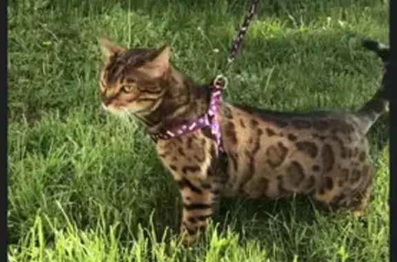 Объявления о пропавших и найденных животных, Москва, фото: Пропала кошка в Москве, на Белореченской улице 41к3