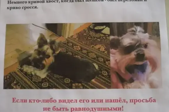 Собаки потеряшки, Сочи, фото: Потеряшка собака в Адлере, ул. Голубые Дали, 17