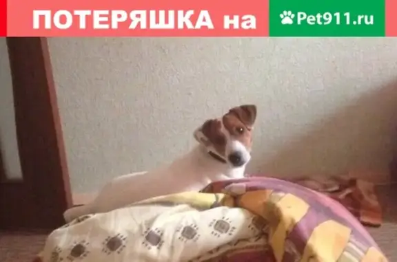 Пропала собака с лысиной в Норильске, ул. Орджоникидзе