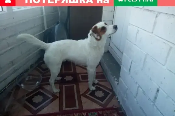 Найдена собака на Фатьянова 18а, нужна передержка!