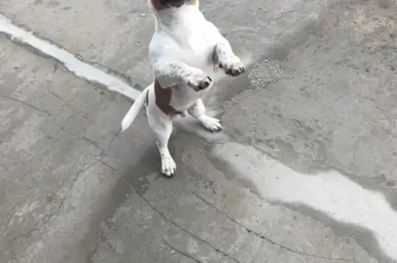Пропала собака Лаки в Судже, Курская область