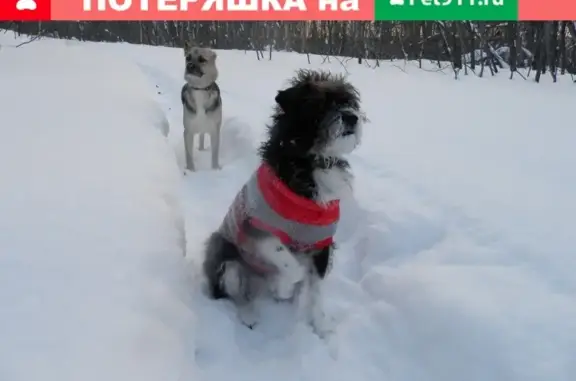 Пропала собака Кузьма в Кумертау, Республика Башкортостан