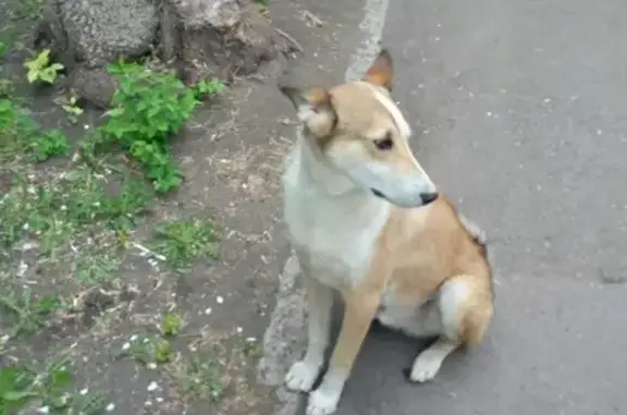Собака найдена в Магнитогорске, ищем хозяина