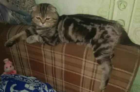 Пропала кошка в Стерлитамаке, Кочетова 17