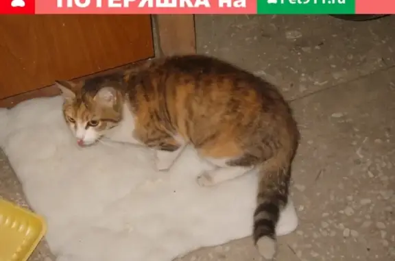 Найдена стерилизованная кошка на Кайдаловской