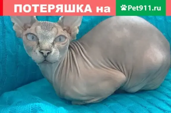Пропала кошка в Супсехе, Краснодарский край