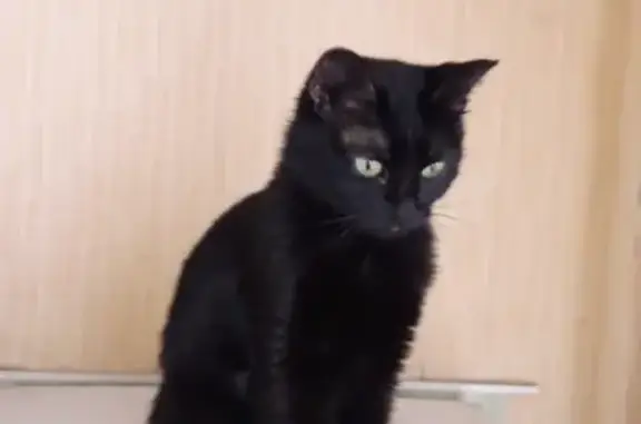 Пропала маленькая черная кошка на тридцатке, ищем!