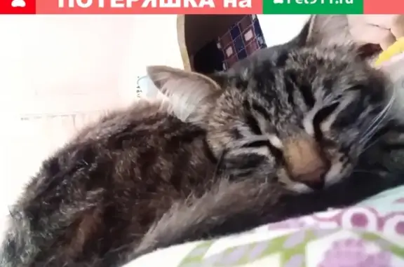 Пропал кот Хвостик на ул. Дзержинского, Кудымкар