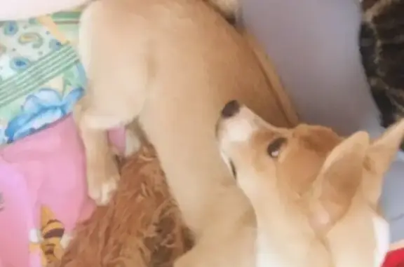 Объявления о пропавших и найденных животных, Сургут, фото: Пропала собака Найда, около КФС на Ленина, Сургут