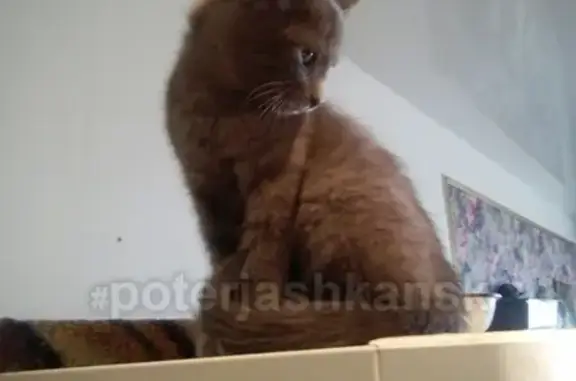 Найдена кошка около Невельского 1/1 в Новосибирске