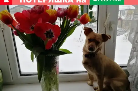 Пропала собака в Муравленко, Ямало-Ненецкий автономный округ