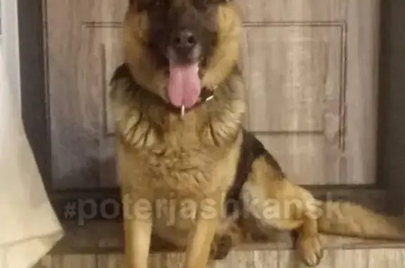Найдена собака на Мочищенском шоссе в Новосибирске
