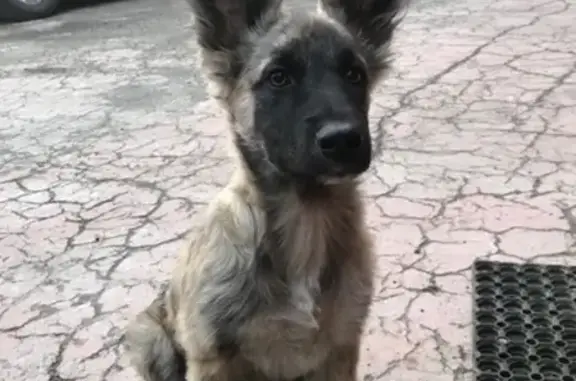 Найдена собака в Иркутске