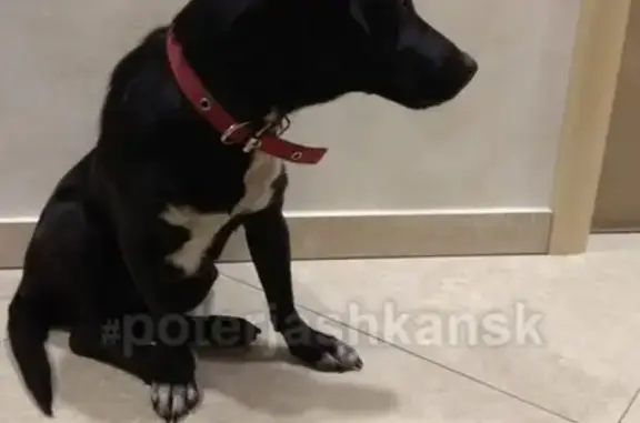 Найдена собака на Плехановском ж/м в Новосибирске